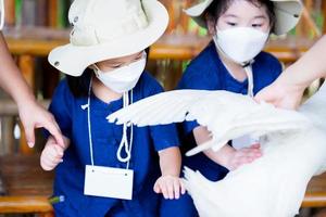Children are touching the feathers on the white duck with their hands. Sensory learning with farm animals. Child wear white face masks. Kindergarten kids are interested in learning new things. photo