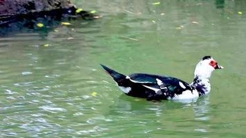 Red warty-faced warty muscovy duck Rodini Park Rhodes Greece. video