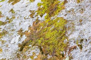 Stone rock texture with green moss and lichen in Brazil.