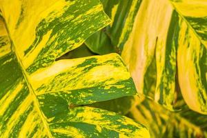 Tropical green and yellow plant Dieffenbachia Dumb Cane houseplant Mexico. photo