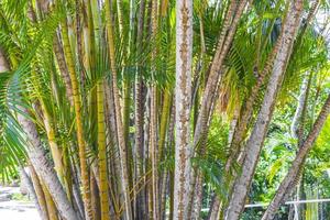 palmeras de bambú verde amarillo río de janeiro brasil.