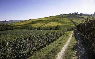 Landscapes of the Piedmontese Langhe during the harvest, with the bright colors of autumn photo