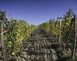 grape vineyards in the Langhe of Piedmont in autumn during the harvest time photo