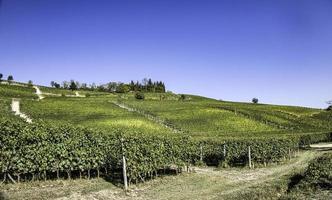 Viñedos de uva en la langhe de Piamonte en otoño durante la época de cosecha foto