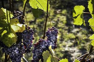 Racimos de uva en los viñedos de la langhe piamontesa en otoño, durante la época de la vendimia foto