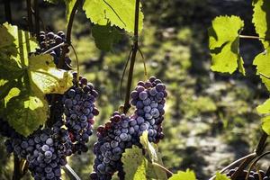 bunches of grapes in the vineyards of the Piedmontese Langhe in autumn, during the harvest time photo