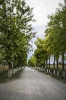 A street lined up by acacia trees in Vojvodina in Serbia photo
