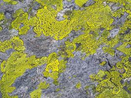 Stone rock texture with green moss and lichen in Norway.