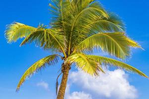 palmera tropical con cielo azul playa del carmen mexico.