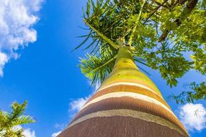 Tropical palm tree with blue sky Playa del Carmen Mexico. photo