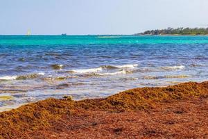 muy asqueroso sargazo de algas rojas playa playa del carmen mexico.