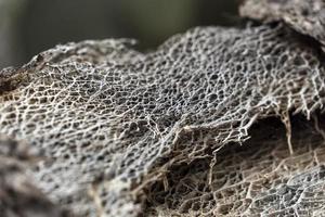 Fondo de textura de planta de cactus, en gran canaria foto