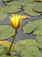 water lilies in the canary garden, in gran canaria photo