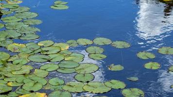 water lily on the lake photo