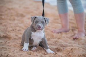 Cachorro de matón americano divertido en la playa con la gente de la familia foto