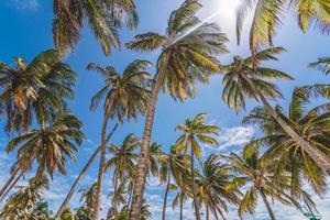 Palm Trees and Sunlight photo