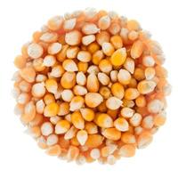 Perfect Circle of Corn Seeds Isolated on White photo