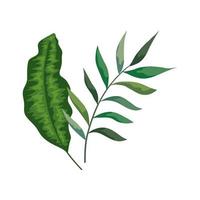 branch with leafs tropical nature isolated icon vector