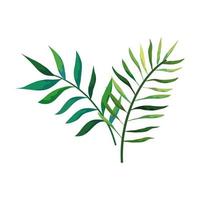 branches with leafs nature isolated icon vector