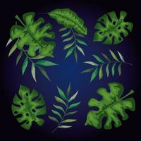 set of branches with leafs tropicals vector