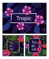 set of frames tropicals of flowers with branches and leafs vector