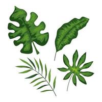 set of branches with leafs tropicals vector