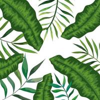 frame with branches and leafs tropicals vector