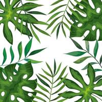 frame with branches and leafs tropicals vector