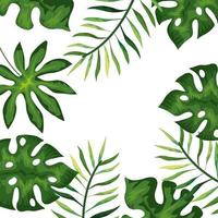 frame with branches and leafs tropicals vector
