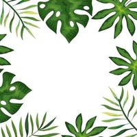 frame with branches and leafs tropicals vector