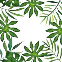frame with branches and leafs tropicals vector
