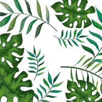 frame with branches and leafs tropicals vector