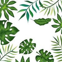 frame with branches and leafs tropicals vector
