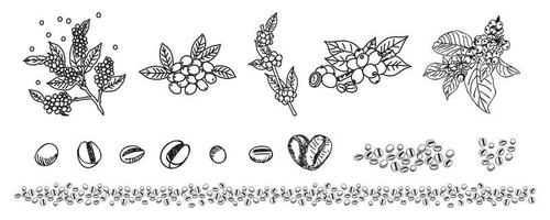 Coffee branches and beans sketch style. Line art design. vector