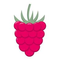 Raspberry close up isolated object vector