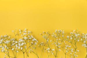 white baby breath s flower yellow background