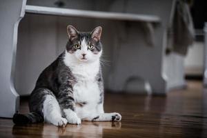 gracioso gato gordo sentado en la cocina foto