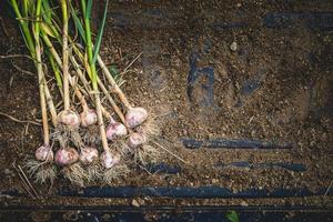 Freshly Picked Garlic Bulbs on Soil and Dirt photo