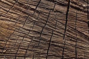macro textura de madera aserrada y seca con detalles