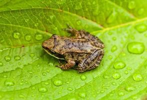 Miniature from sitting on a Wet Leaf photo