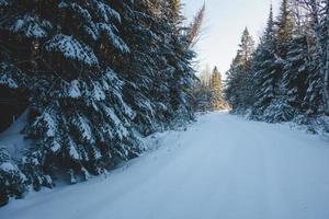 Carretera cerrada en el bosque debido a las fuertes nevadas.