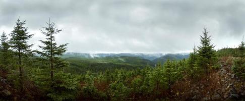 Deap forest Panorama - Reforestation photo