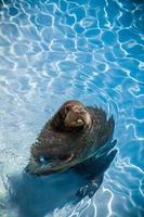 Funny Walrus in a pool looking at the camera photo