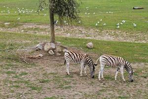 Zebra grazing in the reserve photo