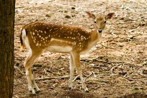 Fallow deer in forest photo