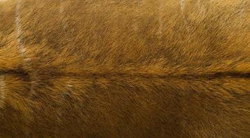 Animal fur texture photo