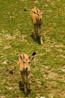 Roe deer in the wild photo