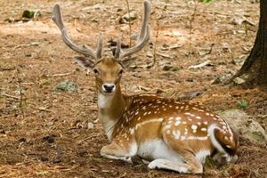 Fallow deer in forest photo