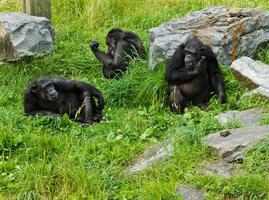 tres monos en el zoológico foto