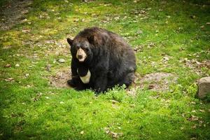 Fat bear in zoo photo